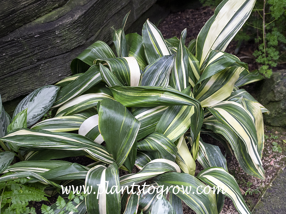 Variegated Cast Iron Plant (Aspidistra elatior Variegata) 
Growing as a landscape plant during the summer months in zone #5